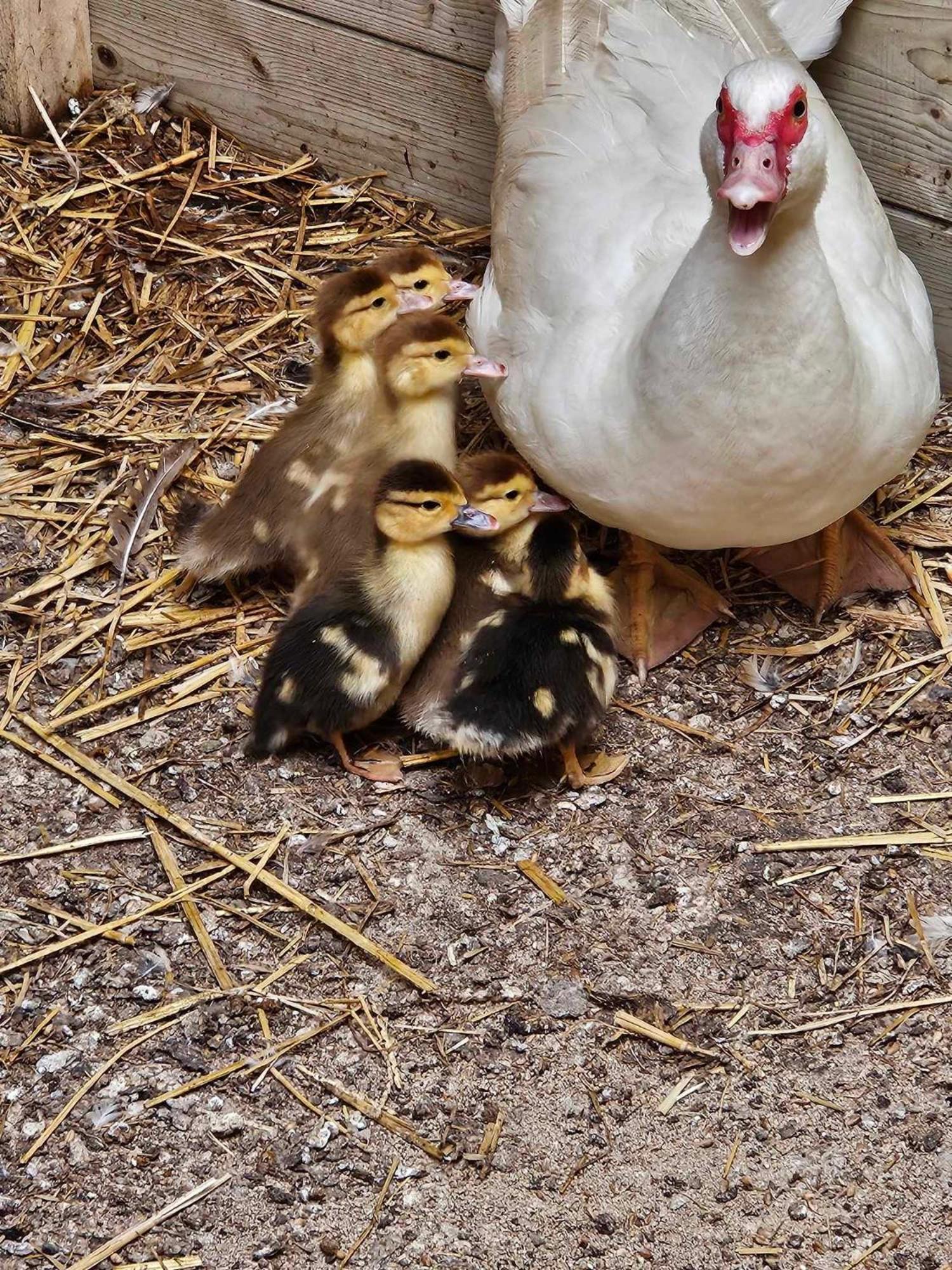 Gite Canard Fromelles 외부 사진